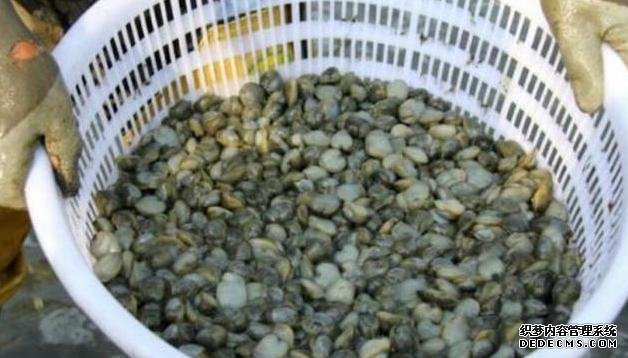 它比“小龍蝦”還受寵，味道鮮美，曾賣5元一斤，現(xiàn)想吃都買不起