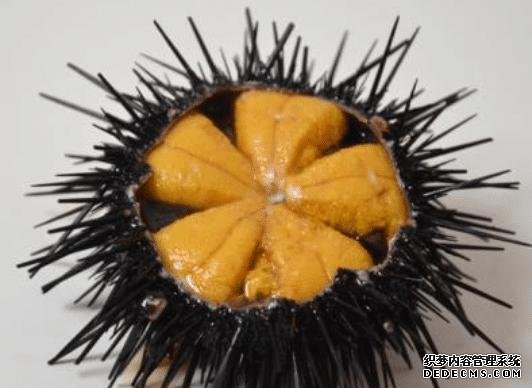 樣子很丑的4種海鮮，味道卻好到讓人“上癮”, 可惜識貨的人不多