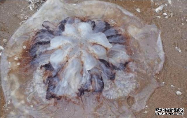 樣子很丑的4種海鮮，味道卻好到讓人“上癮”, 可惜識貨的人不多
