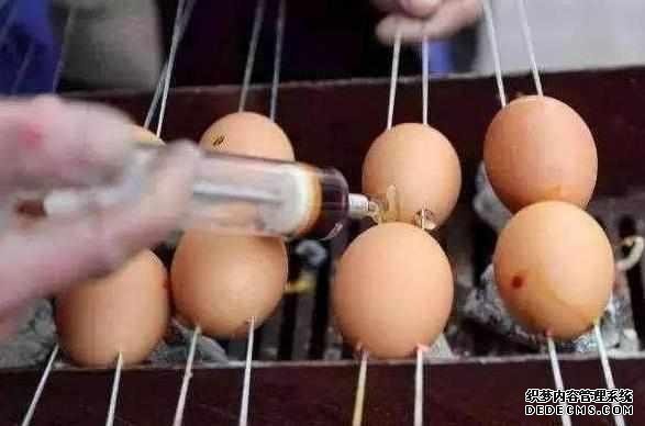 下崗大叔賣“天價”雞蛋，十元1串，食客：吃完一口還想第二口