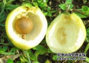 它被稱為“維C之王”，果肉甜而多汁，30元一斤，只有少數(shù)人吃過(guò)