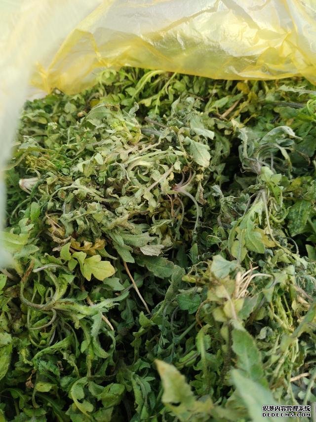 春分時(shí)節(jié)這菜要抓緊吃，再晚又得等1年，路邊隨處可見，營養(yǎng)豐富
