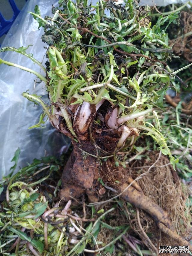 春分時(shí)節(jié)這菜要抓緊吃，再晚又得等1年，路邊隨處可見，營養(yǎng)豐富
