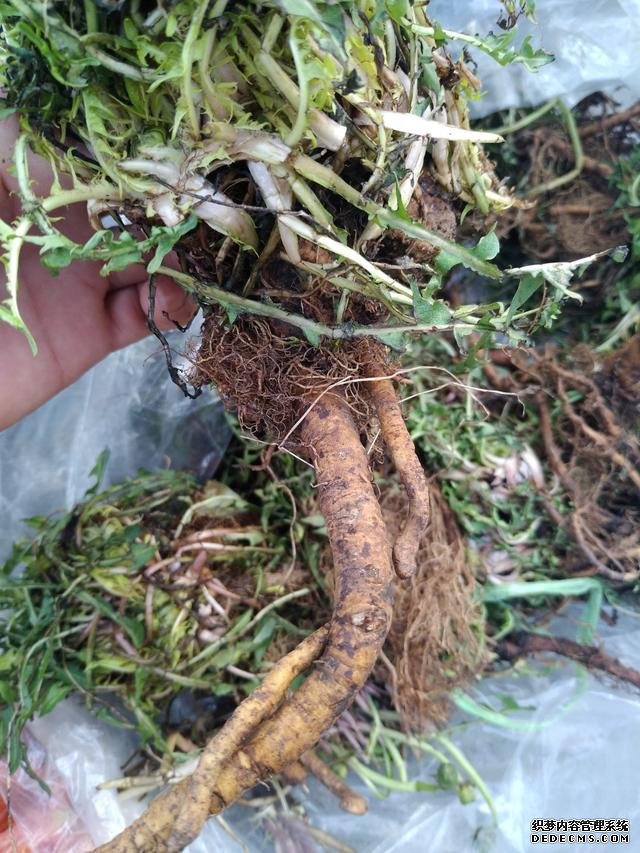 春分時(shí)節(jié)這菜要抓緊吃，再晚又得等1年，路邊隨處可見，營養(yǎng)豐富