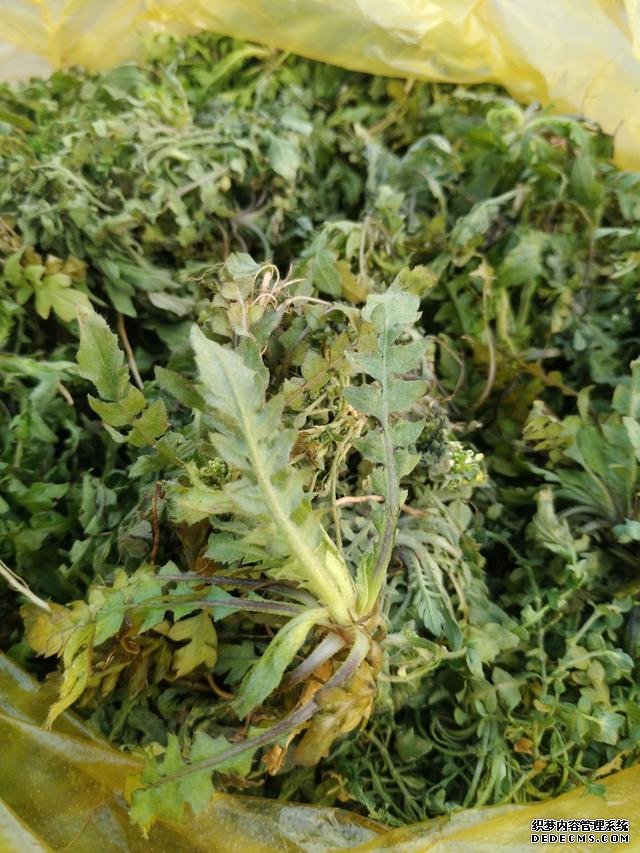 春分時(shí)節(jié)這菜要抓緊吃，再晚又得等1年，路邊隨處可見，營養(yǎng)豐富