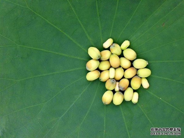 夏天的這種觀賞性植物，是肥胖人士，高血壓患者的食療佳品