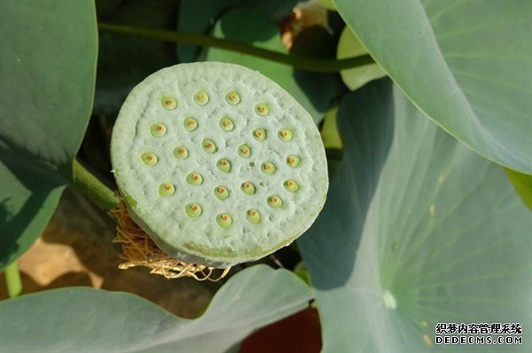 夏天的這種觀賞性植物，是肥胖人士，高血壓患者的食療佳品