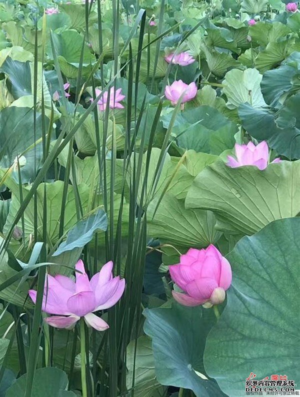 夏天的這種觀賞性植物，是肥胖人士，高血壓患者的食療佳品