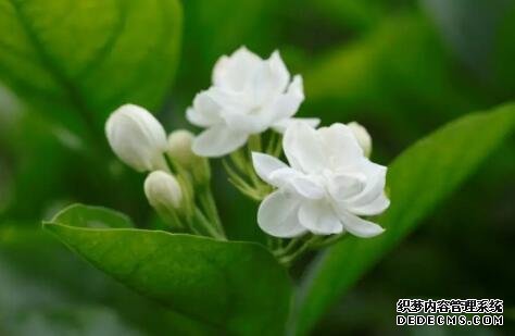 解暑還養(yǎng)生！這些適合夏季的花茶你知道嗎？