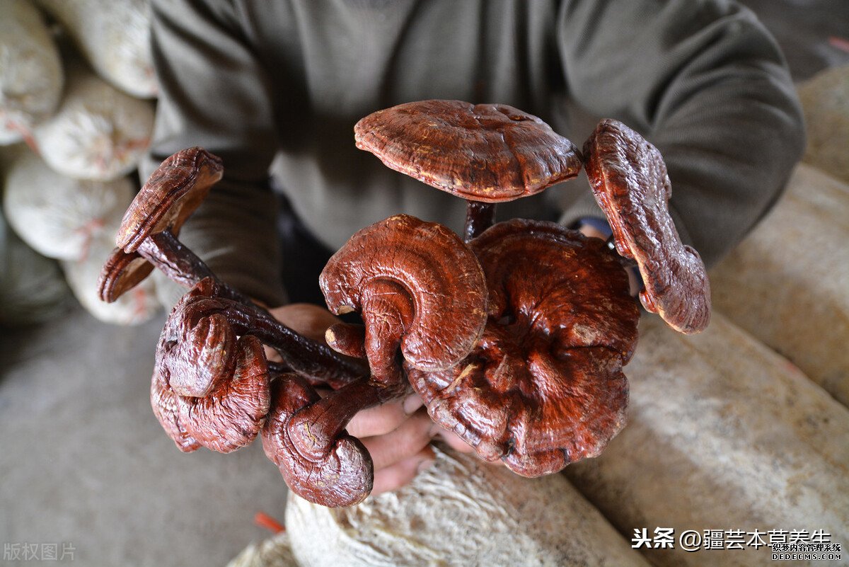 身體虛弱能長(zhǎng)期和鹿角靈芝草泡水嗎？鹿角靈芝有啥禁忌？