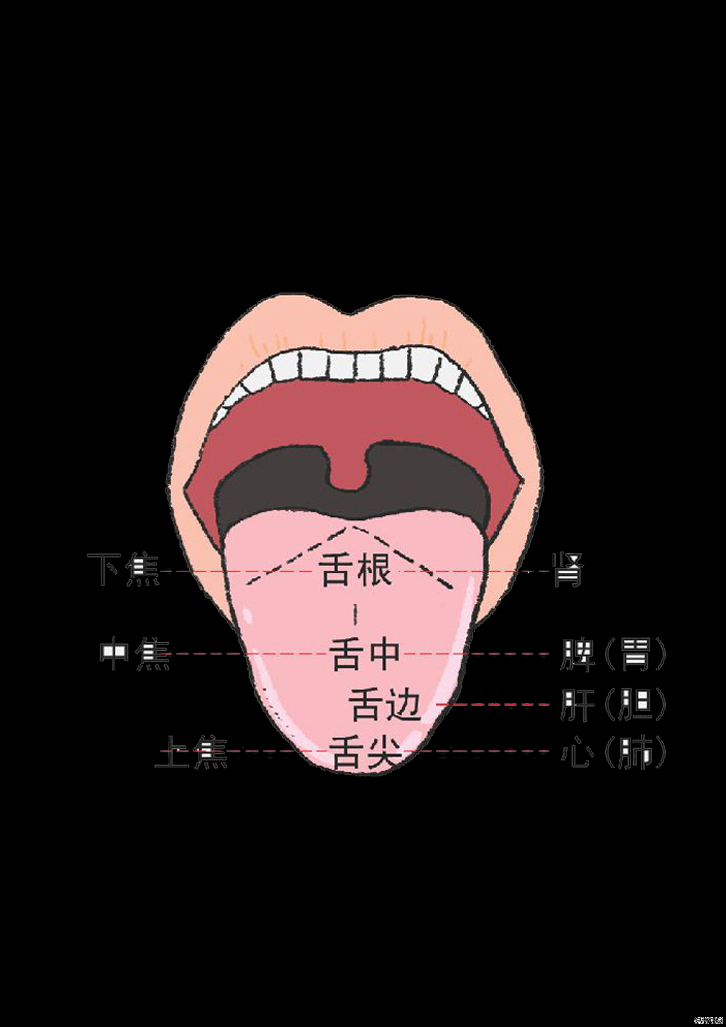 通過舌診,窺探身體的秘密