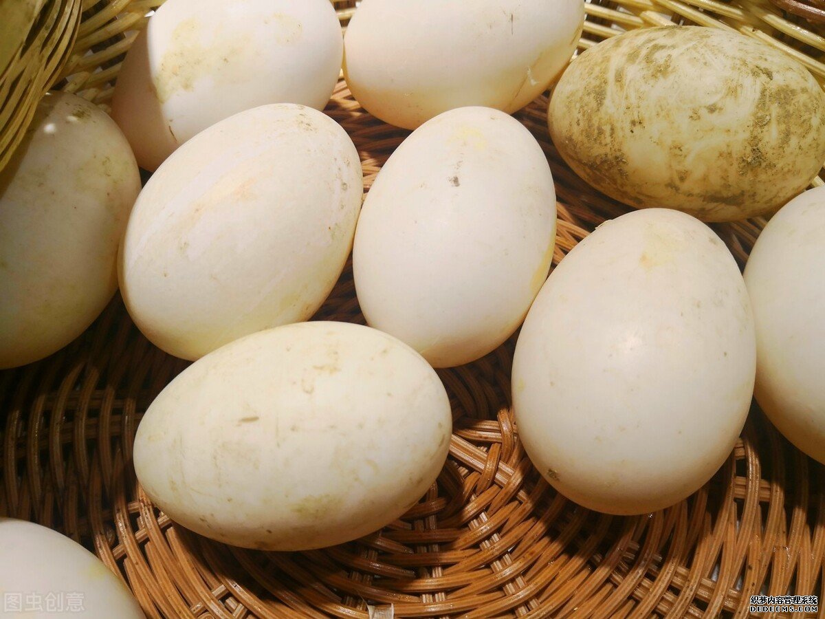 為什么鵝肉常見，但是鵝蛋卻很少見？鵝蛋的營養(yǎng)價值如何？