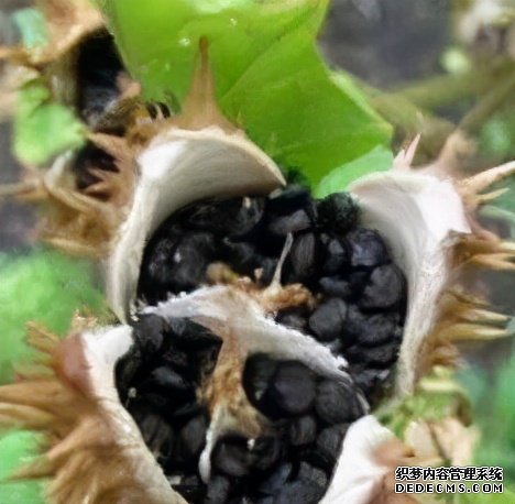 這些食物吃起來有風(fēng)險(xiǎn)，一定要當(dāng)心。