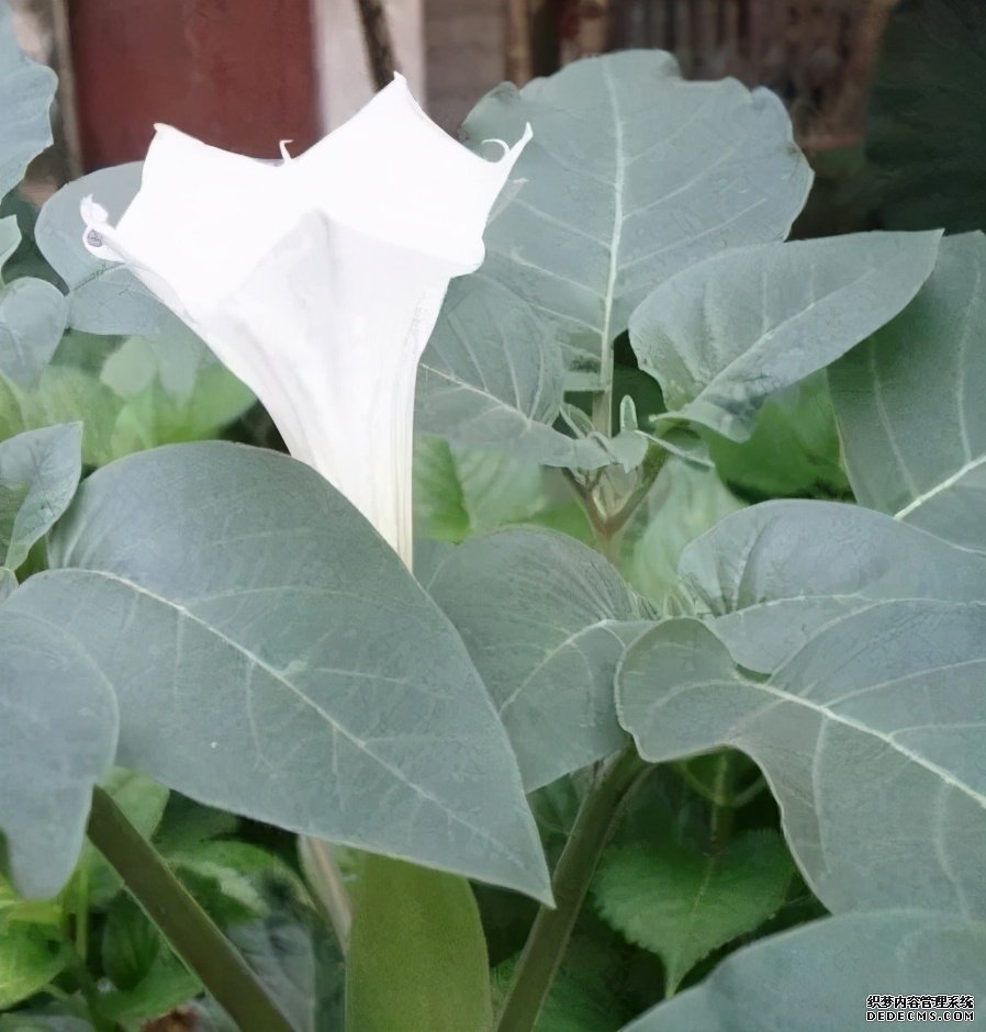 這些食物吃起來有風(fēng)險(xiǎn)，一定要當(dāng)心。